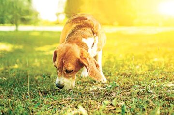 Farejar é atividade essencial para a saúde e bem-estar dos cães